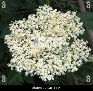 Sambucus nigra, Elderflower, plante de jardin, fleur et feuillage Banque D'Images