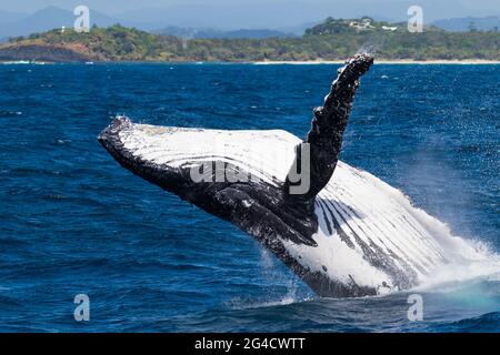 Baleines à bosse qui s'en vont au large de la côte des Tweed pendant leur migration annuelle Banque D'Images