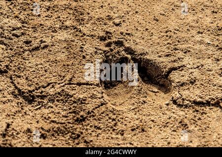 Piste de cerf dans le sable sur une ferme. Banque D'Images