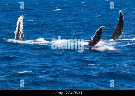 Baleines à bosse qui s'en vont au large de la côte des Tweed pendant leur migration annuelle Banque D'Images