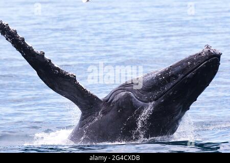 Baleines à bosse qui s'en vont au large de la côte des Tweed pendant leur migration annuelle Banque D'Images