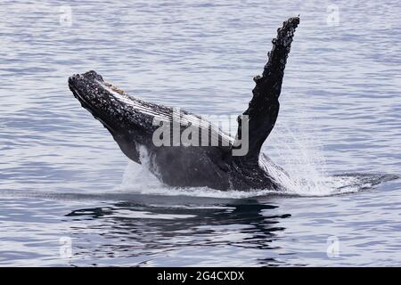 Baleines à bosse qui s'en vont au large de la côte des Tweed pendant leur migration annuelle Banque D'Images