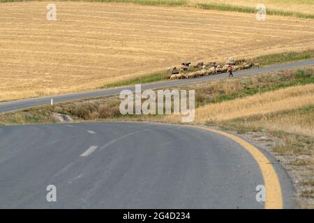 Berger avec troupeau de moutons sur la route Banque D'Images