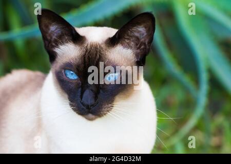 Coups de tête de chats Tonkinese Banque D'Images