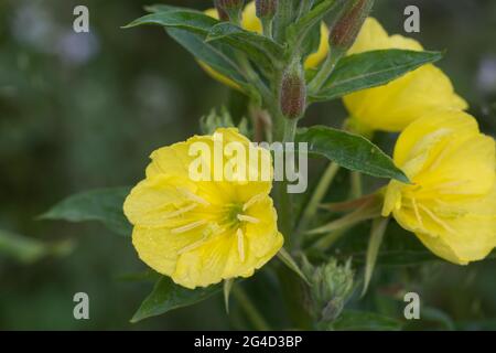 Oenothera biennis, primevent commun, étoiles du soir fleurs jaunes gros plan foyer Banque D'Images