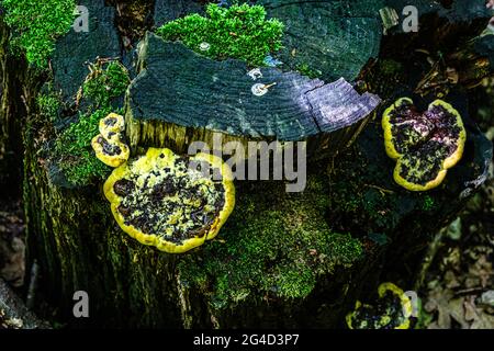 champignons jaunes sur le rondins Banque D'Images