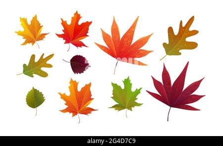 Ensemble de magnifiques feuilles d'automne lumineuses. Idéal pour le fond, la carte, la bannière, le modèle d'icône. Illustration vectorielle. Illustration de Vecteur