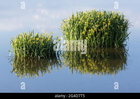 Drapeau jaune iris dans un lac avec des réflexions sur une journée ensoleillée avec un ciel bleu en été Banque D'Images