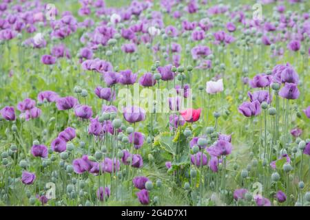 Un champ rempli de coquelicots pourpres avec un couple de coquelicots rouge vif parmi eux sur une ferme en Angleterre Banque D'Images