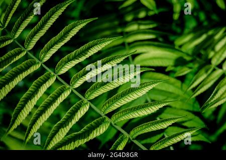 Rhus typhina feuilles texture fond . Arbre Sumac Banque D'Images