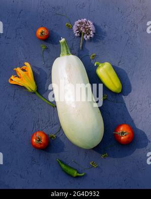 Autour de grands aubergines blanches sont de petits légumes bleu aubergines tomates vertes poivrons et fleur d'ail sur table bleue rugueuse. Nourriture jardin bac à légumes Banque D'Images
