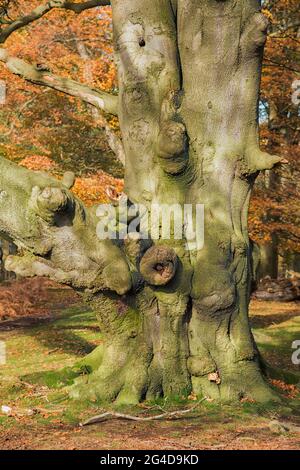 Un vieux tronc d'arbre à gnarled qui grandit dans une ancienne forêt du Staffordshire Angleterre Royaume-Uni. Banque D'Images