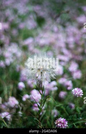 Pissenlit délicat et aéré sur fond de fleurs lilas. Banque D'Images