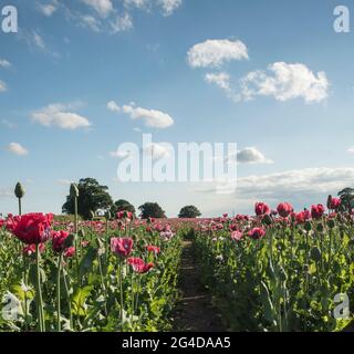 Pavot à opium papaver sommiferum est cultivé dans un champ de fermiers à Shropshire Angleterre Royaume-Uni Banque D'Images