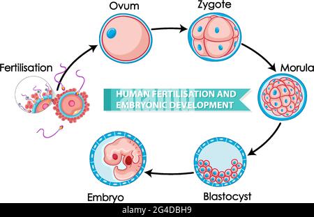 Fertilisation humaine et développement embryonnaire illustration Illustration de Vecteur