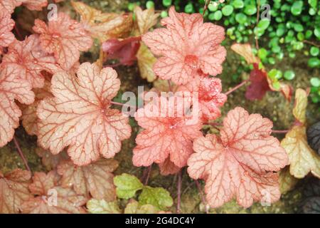 Heuchera Paprika Coral Bells Banque D'Images