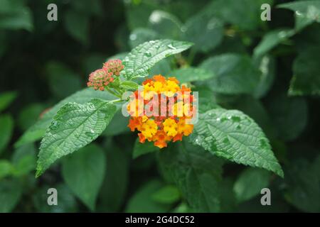 Jaune Orange fleurs Lantana Camara drapeau espagnol West Indian Lantana Banque D'Images