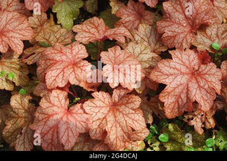 Heuchera Paprika Coral Bells Banque D'Images