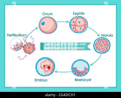 Illustration du schéma de la fécondation humaine et du développement embryonnaire Illustration de Vecteur