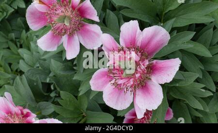 Paeonia officinalis 'Anemoniflora rosea' Banque D'Images