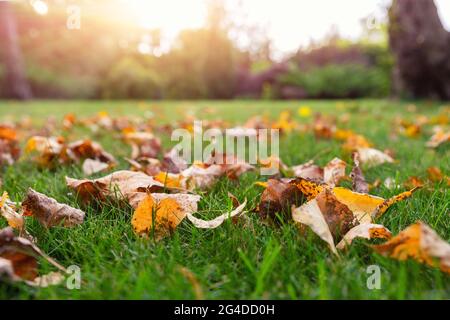 Paysage de POV à angle bas multicolore de chêne vif et de l'érable d'abord tombé feuilles sèches sur pelouse d'herbe verte à la cour du campus ou le jardin du parc de la ville dans Banque D'Images