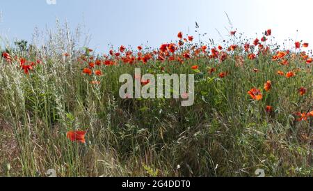 Coquelicots de terrain et herbe Banque D'Images
