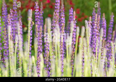 Gros plan de magnifiques fleurs de lavande violettes au printemps Banque D'Images