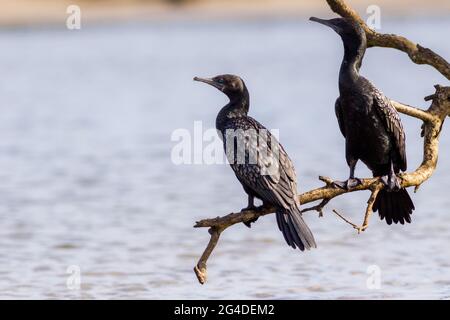 Deux petits cormorans noirs (Phalacrocorax sulcirostris) perchés sur une branche au bord d'une crique. Kingscliff, Nouvelle-Galles du Sud, Australie Banque D'Images