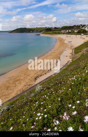 Plage de Gyllyngvase, Falmouth, Cornouailles, Royaume-Uni en juin Banque D'Images