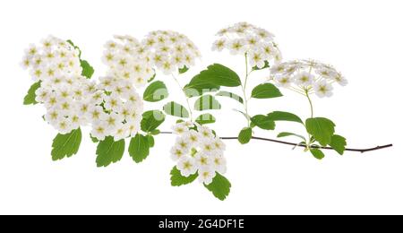 Fleurs de Spirea isolées sur fond blanc Banque D'Images