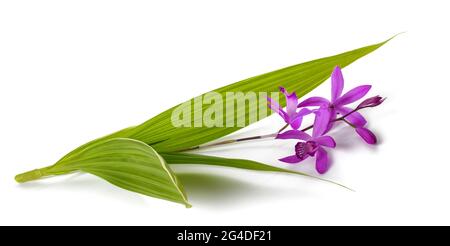 Fleurs de Bletilla striata isolées sur fond blanc Banque D'Images