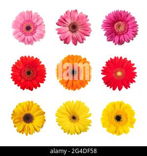 Les fleurs de Gerberas se mélangent isolées sur fond blanc Banque D'Images