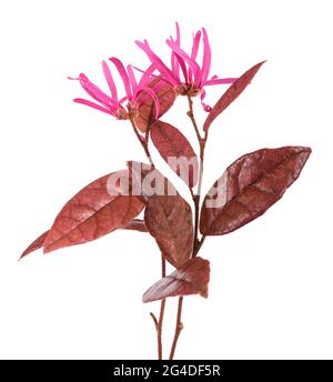 Fleur de frange isolée sur fond blanc Banque D'Images