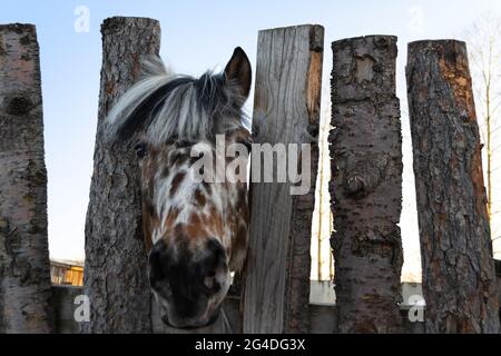 Curieux cheval brun et blanc avec la fourrure de l'applique regardant l'appareil-photo à travers la barrière de merde en plein soleil Banque D'Images