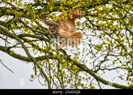 Hibou des aigles, atterrir maladroitement dans un arbre. Vue de l'avant. Ailes larges, yeux rouges, bec ouvert Banque D'Images