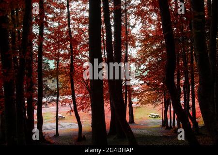 Vue sur l'aire de pique-nique à travers les arbres avec des feuilles rouges à l'automne dans le parc national d'Abant Lake Banque D'Images