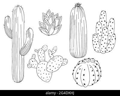 Cactus Set graphique noir blanc isolé esquisse vecteur d'illustration Illustration de Vecteur