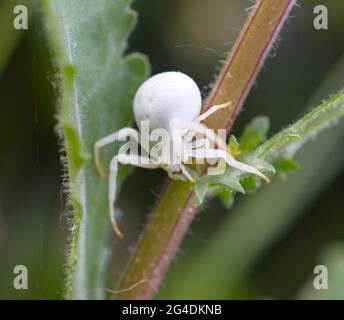 Une araignée de crabe à fleur blanche (Misumena vatia) rampant sur une tige de plante à Sussex, Angleterre, Royaume-Uni. Banque D'Images