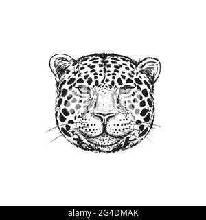 Dessin à la main Leopard face isolée illustration sur fond blanc. Portrait de Jaguar. Joli visage duveteux de Big Cat.Beast logo.Predator tête esquisse. Illustration de Vecteur