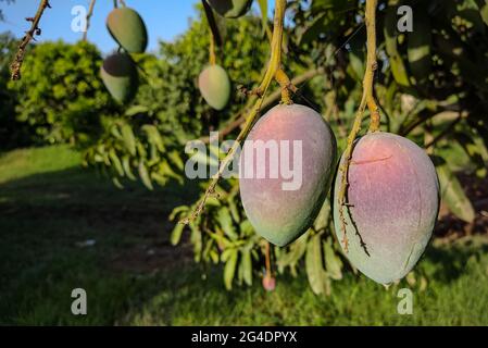 Les meilleures mangues dans le mot sont du sud punjab et sindh au pakistan UNE mangue est un fruit de pierre comestible produit par l'arbre tropical Mangifera indica Banque D'Images