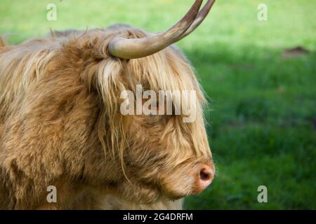 Tête de vache Highland orientée latéralement. Banque D'Images