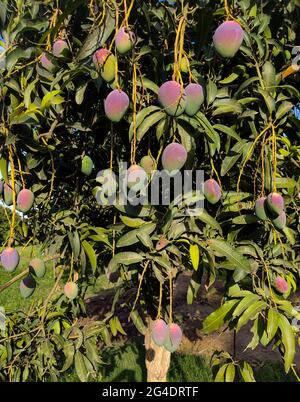 Les meilleures mangues dans le mot sont du sud punjab et sindh au pakistan UNE mangue est un fruit de pierre comestible produit par l'arbre tropical Mangifera indica Banque D'Images