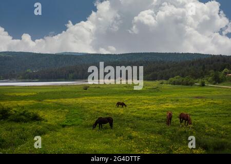 Vue sur le lac et les chevaux errant et paître librement dans les prairies en face de lui. Parc national du lac Abant Bolu Turquie Banque D'Images