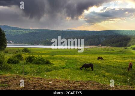 Vue sur le lac et les chevaux errant et paître librement dans les prairies en face de lui. Parc national du lac Abant Bolu Turquie Banque D'Images