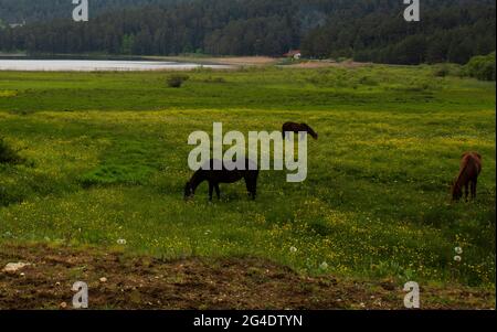 Vue sur le lac et les chevaux errant et paître librement dans les prairies en face de lui. Parc national du lac Abant Bolu Turquie Banque D'Images