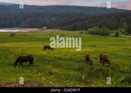 Vue sur le lac et les chevaux errant et paître librement dans les prairies en face de lui. Parc national du lac Abant Bolu Turquie Banque D'Images