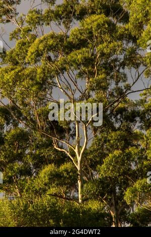 Eucalyptus grandis matures (gomme inondée, gomme rose), dans la forêt tropicale sur Tamborine Mountain, en Australie. Feuilles vertes contre le ciel gris d'été. Banque D'Images