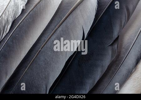 plumes naturelles authentiques de colombe, photographiées à portée rapprochée, macro, plumes dans différentes couleurs Banque D'Images