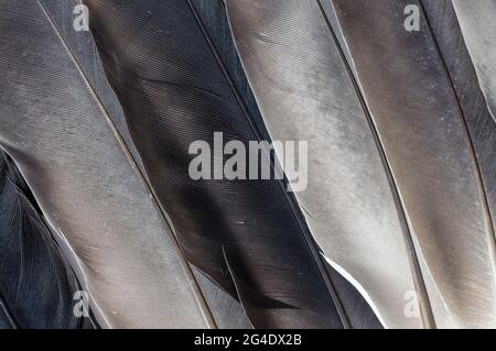 plumes naturelles authentiques de colombe, photographiées à portée rapprochée, macro, plumes dans différentes couleurs Banque D'Images