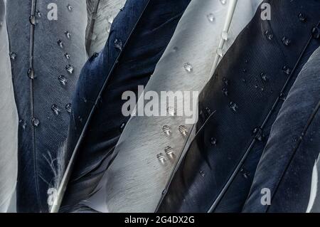 plumes naturelles authentiques de colombe, avec des gouttelettes d'eau, photographiées gros plan, macro, plumes de différentes couleurs Banque D'Images